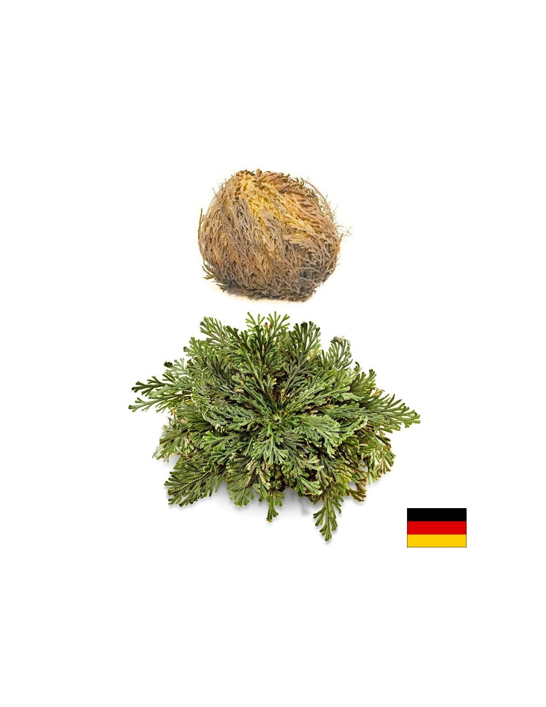 Rose of Jericho, 1 ks x 100 g