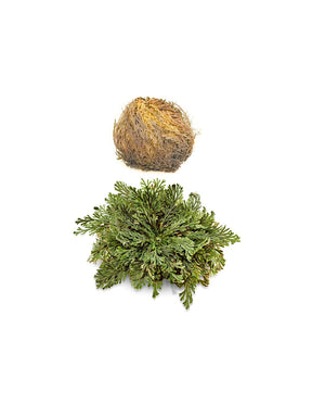 Rose of Jericho, 1 pc x 100 g - Nutra Best Europe